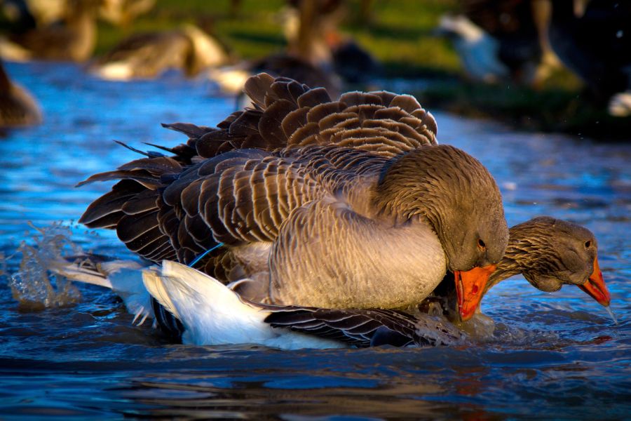 5 breeding season tips for geese you didn’t know